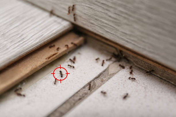  Cricket, NC Pest Control Pros