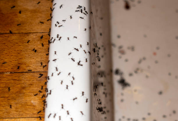 Pest Prevention Services in Cricket, NC