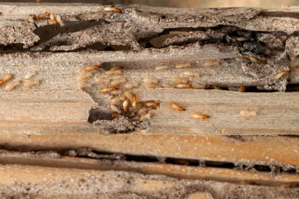 Best Insect Control  in Cricket, NC